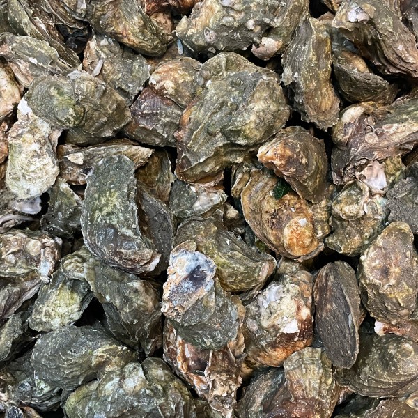 Oysters looking fresh and delicious