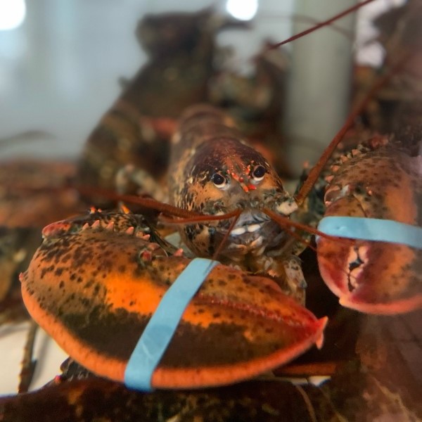A closeup of a lobster with rubber bands on its claws