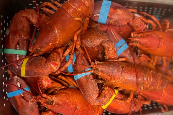 Fresh, Delicious Lobster